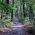 Forest Tourism – A Green Path Toward Sustainable Forestry