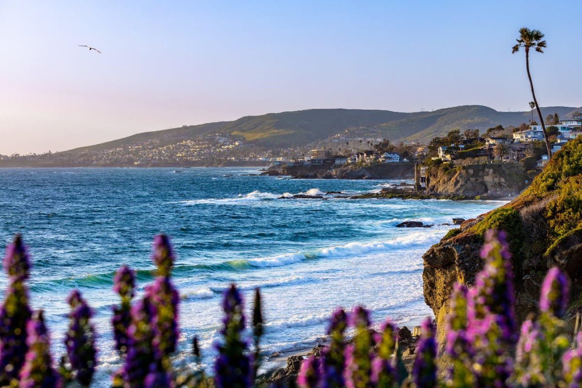 Cliffside wildflowers in Laguna Beach, CA
